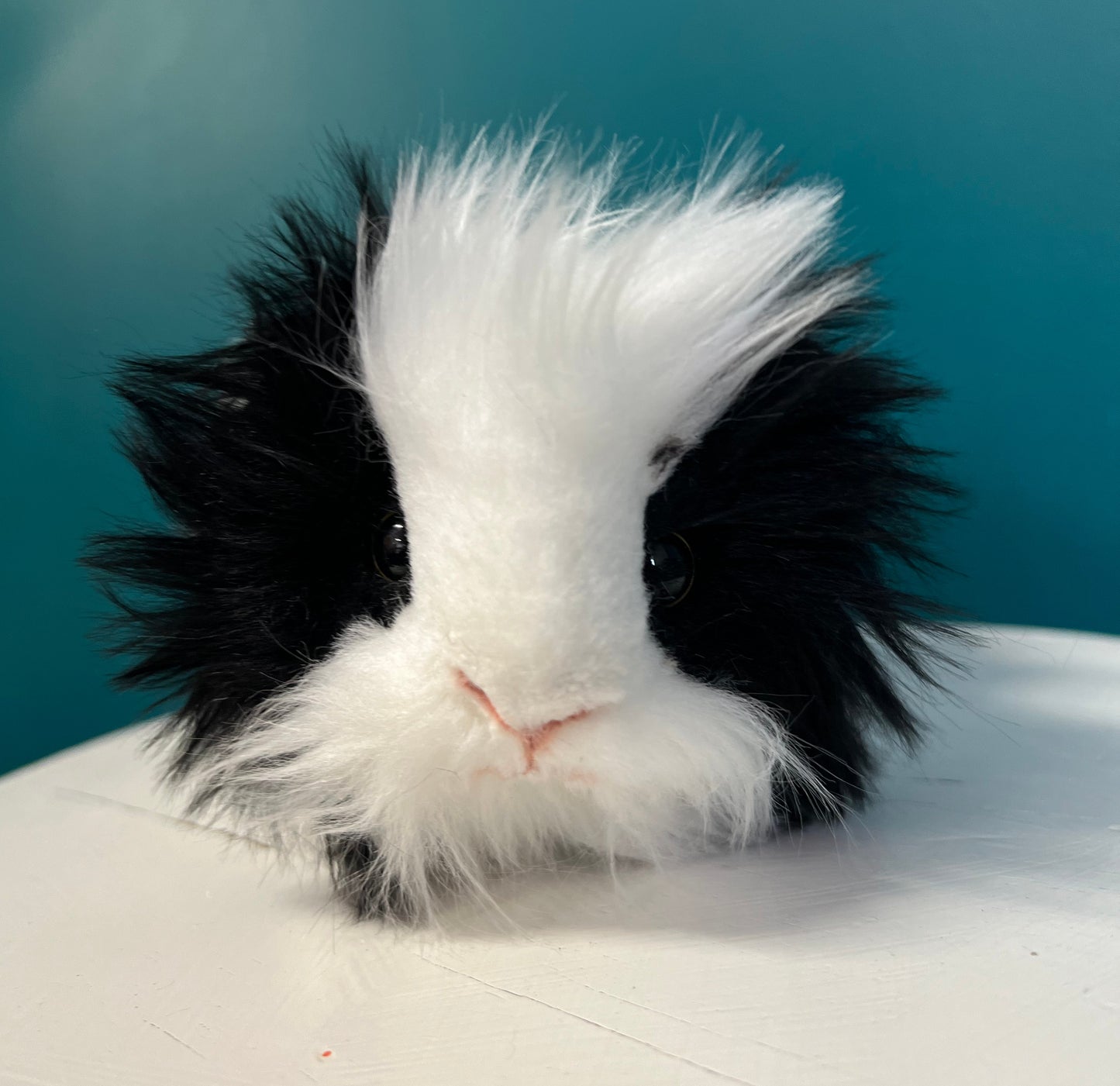 Guinea Pig (black and white)