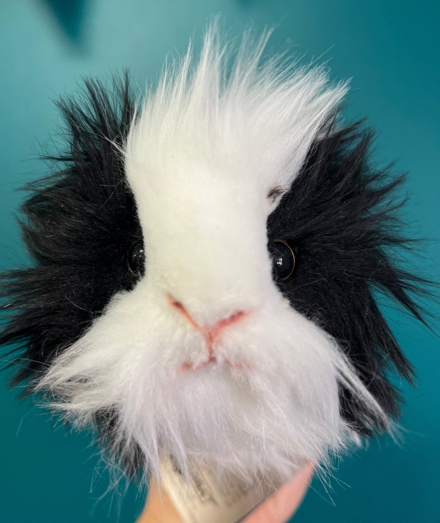 Guinea Pig (black and white)