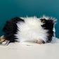 Guinea Pig (black and white)