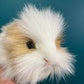 Guinea Pig (brown and white)