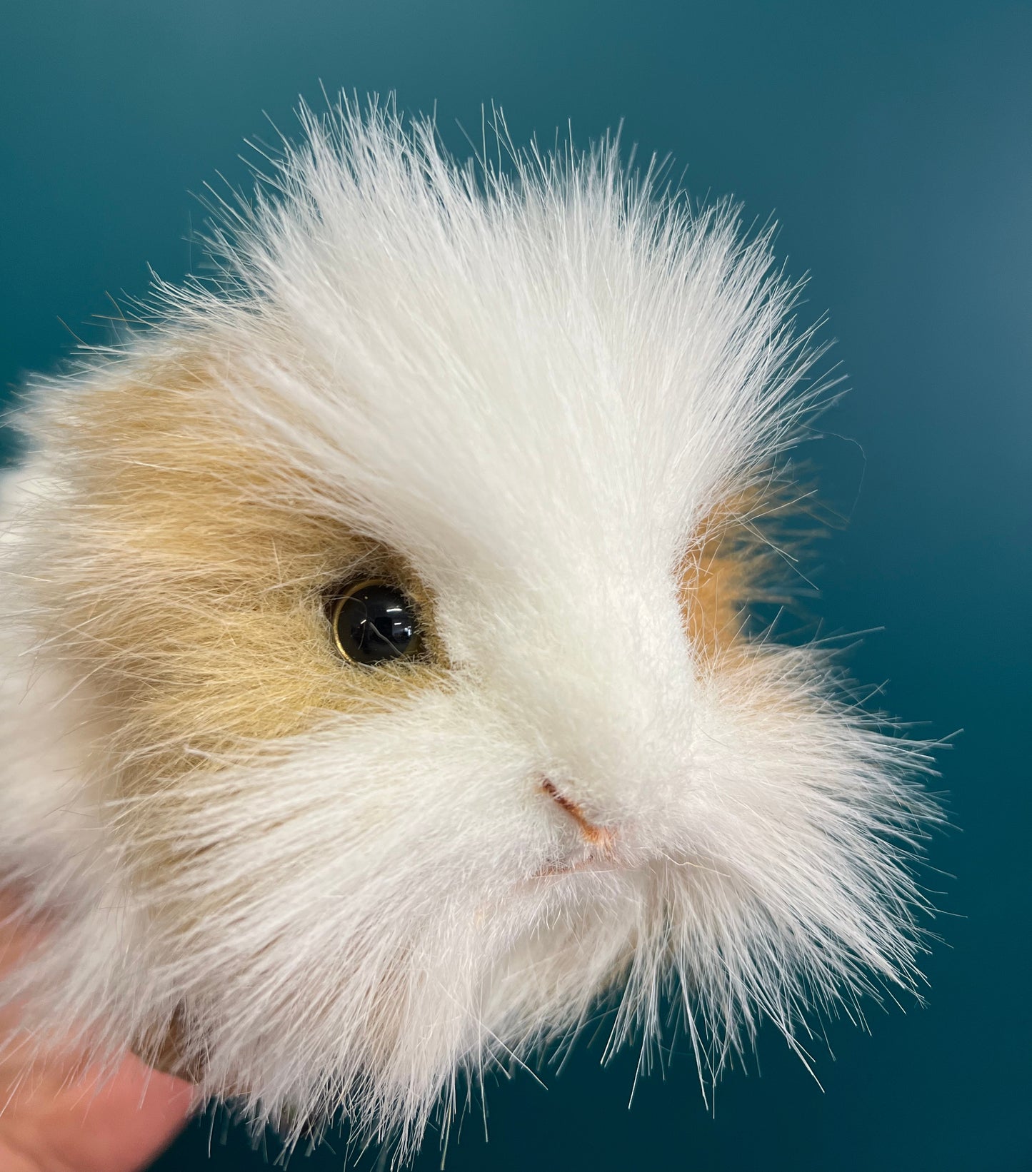 Guinea Pig (brown and white)