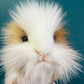 Guinea Pig (brown and white)