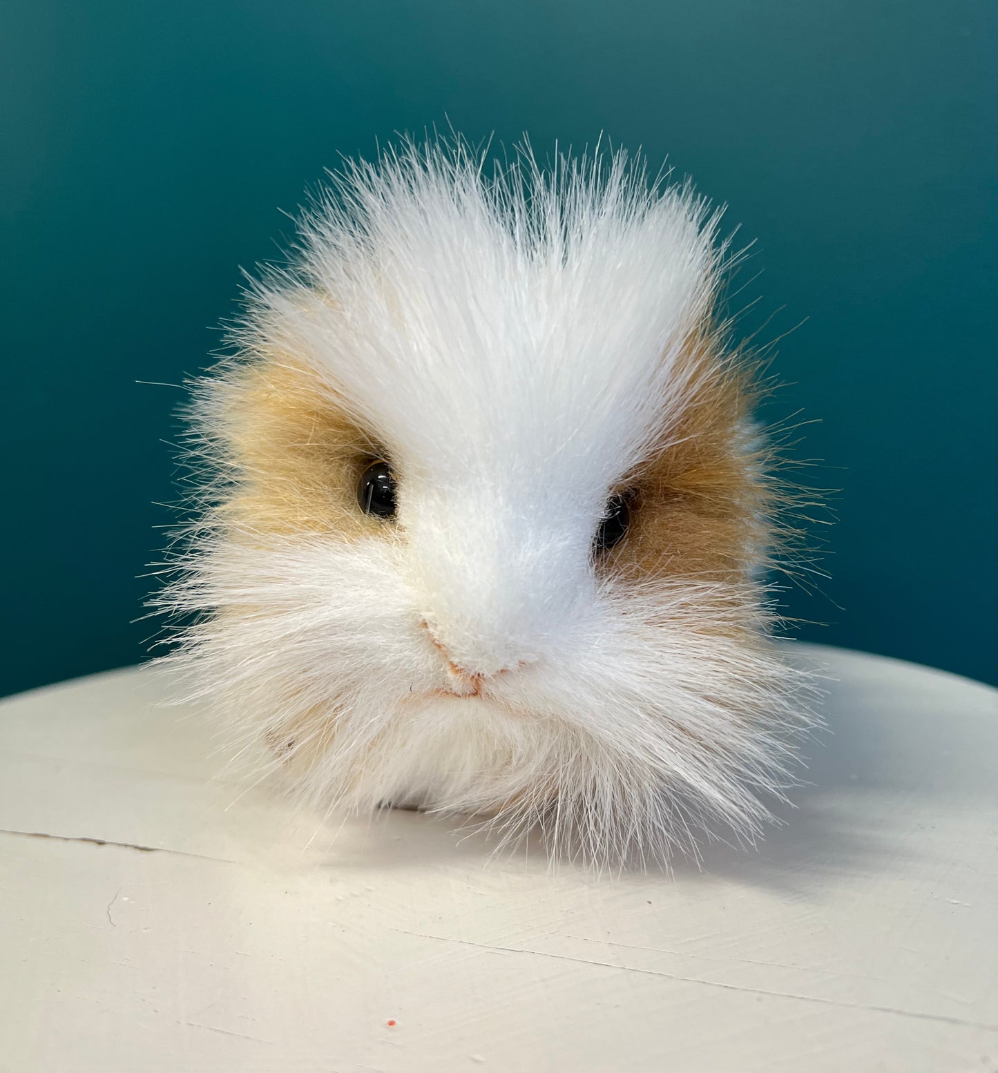 Guinea Pig (brown and white)