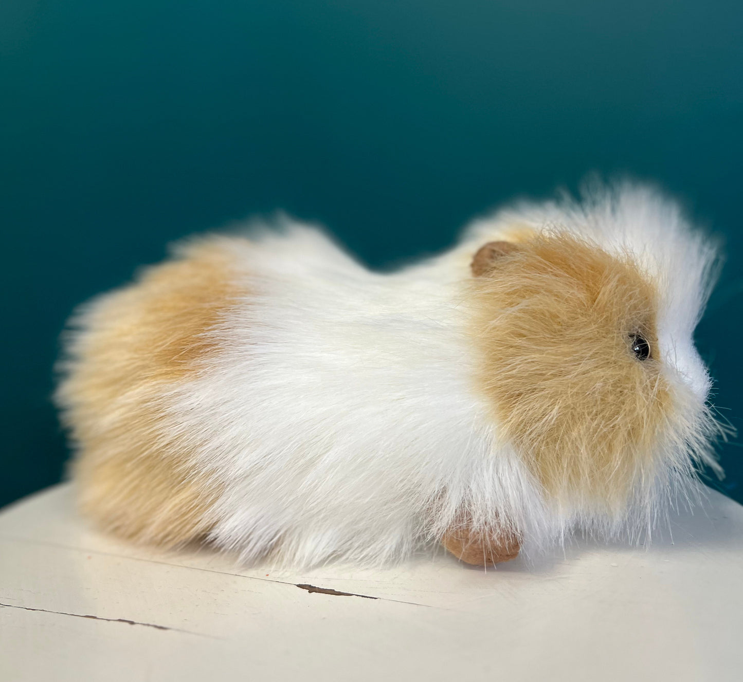 Guinea Pig (brown and white)