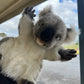 Koala Puppet