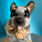 close up of blue heeler puppy showing paws and face