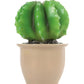 Heico cactus in flower pot night light - lamp